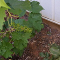 First grapes
