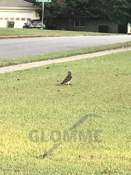 Falcon eat squirrel Falcon .JPG