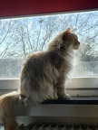 Perseus 